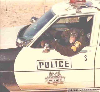 police-monkey.jpg